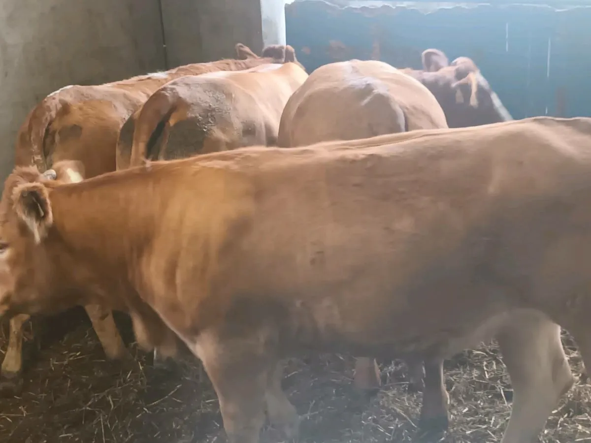 4 smashing U and R grade heifer's for sale - Image 4