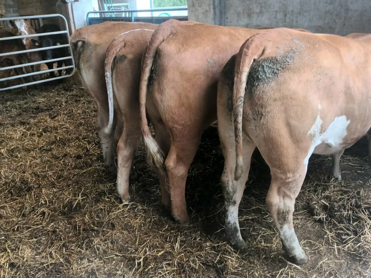 4 smashing U and R grade heifer's for sale - Image 1