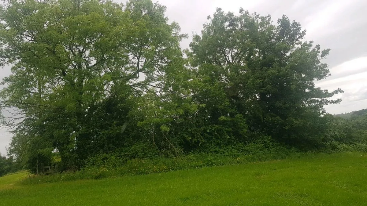 Digger Services - Mulching and Tree Shearing - Image 4