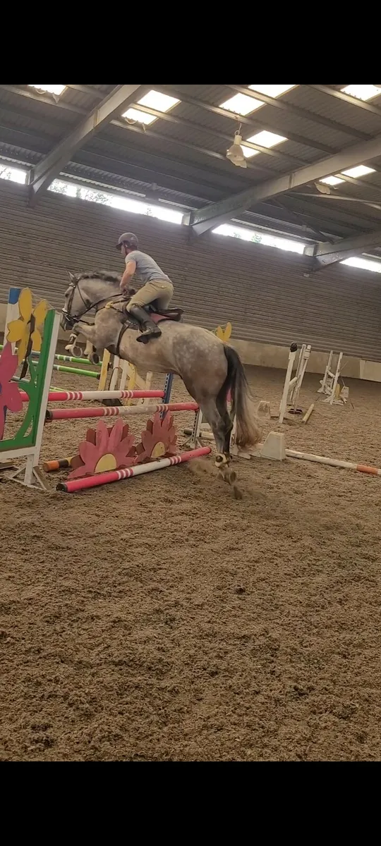 Irish drought gelding - Image 2