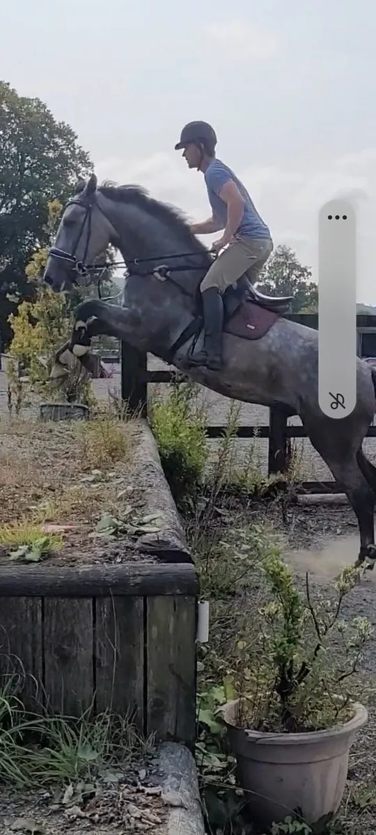 Irish drought gelding - Image 4