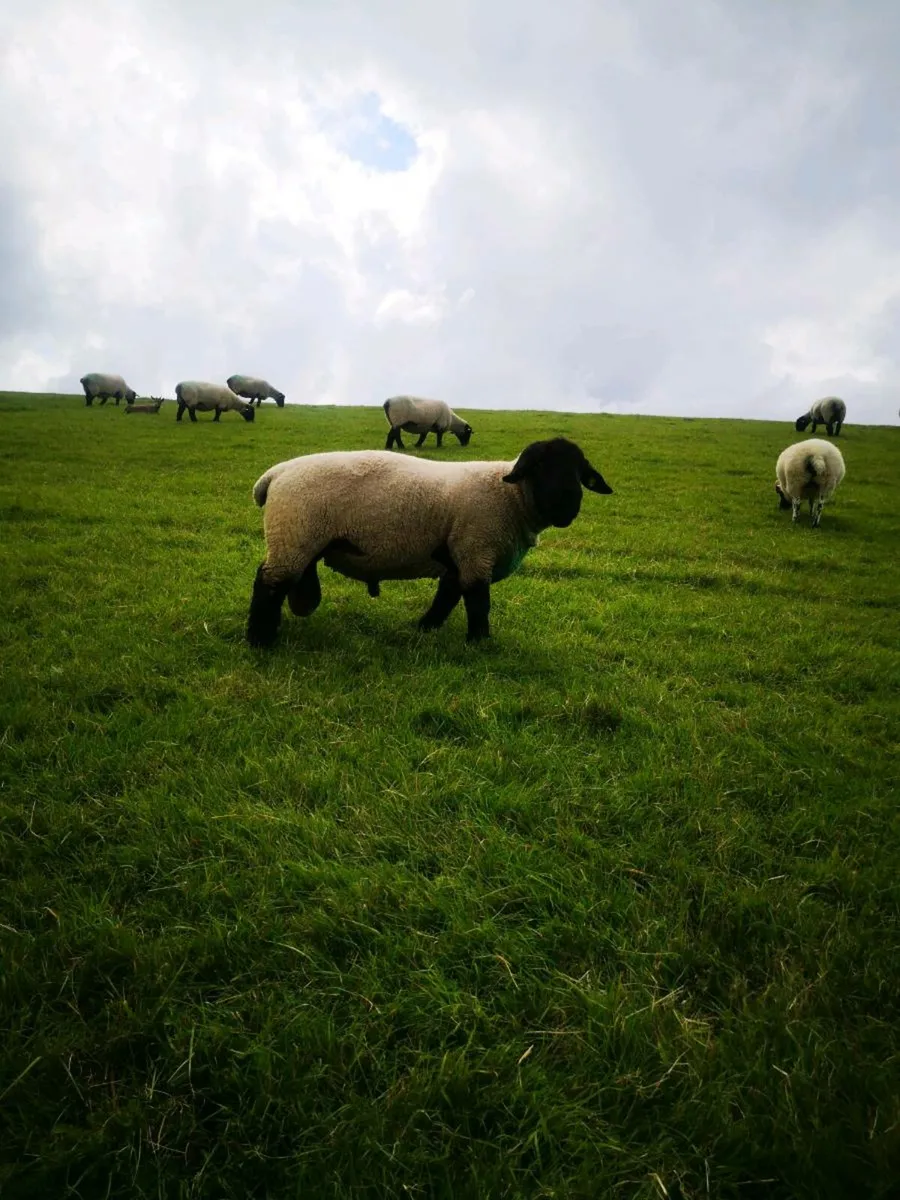PBR SUFFOLK RAM - Image 2