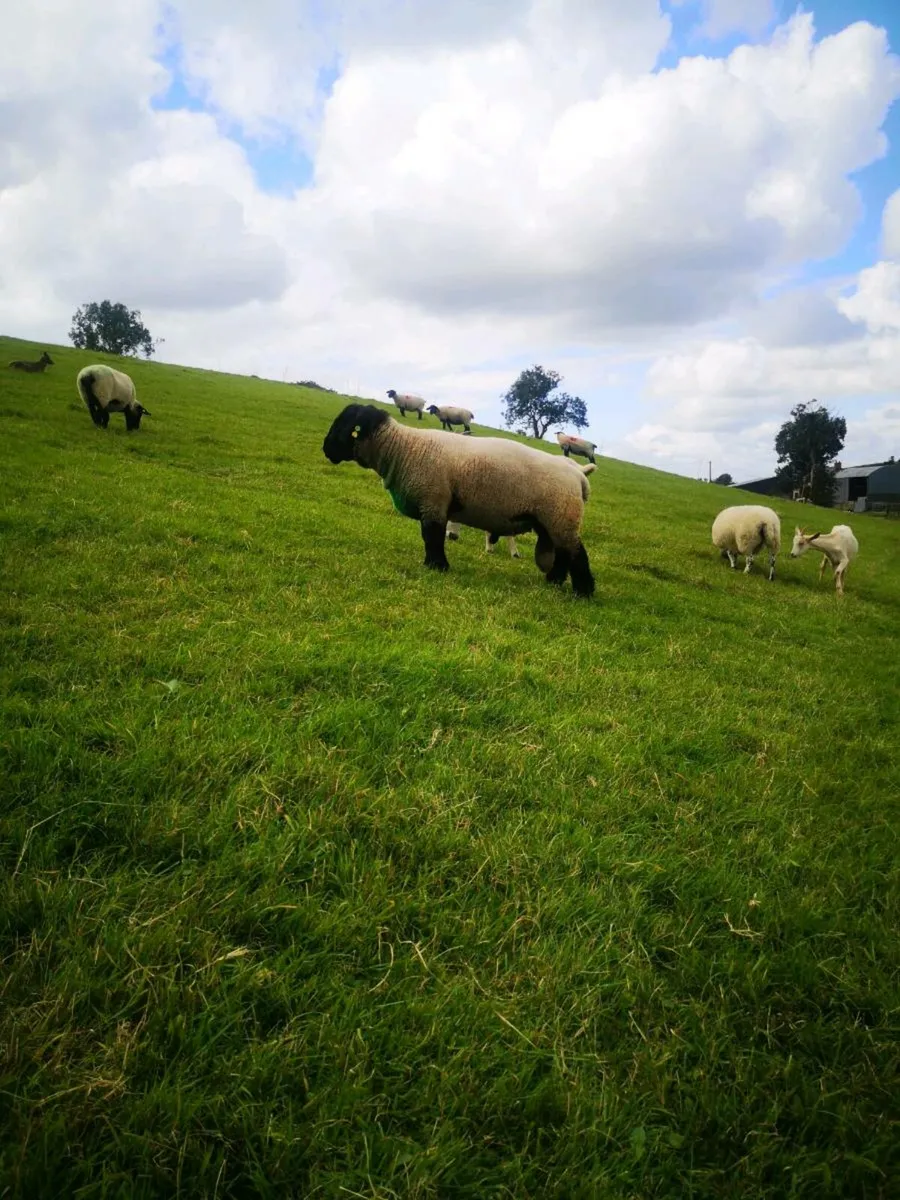 PBR SUFFOLK RAM - Image 3
