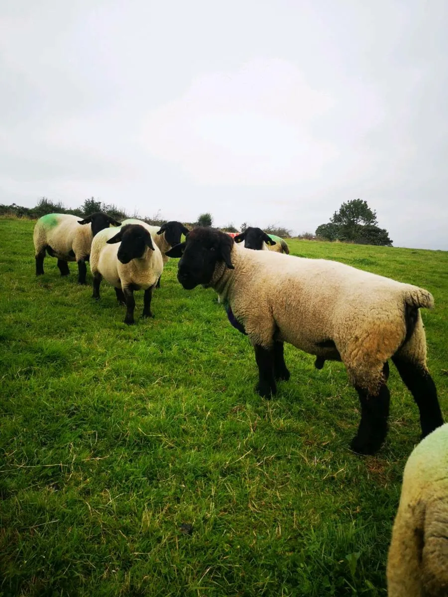 PBR SUFFOLK RAM - Image 4