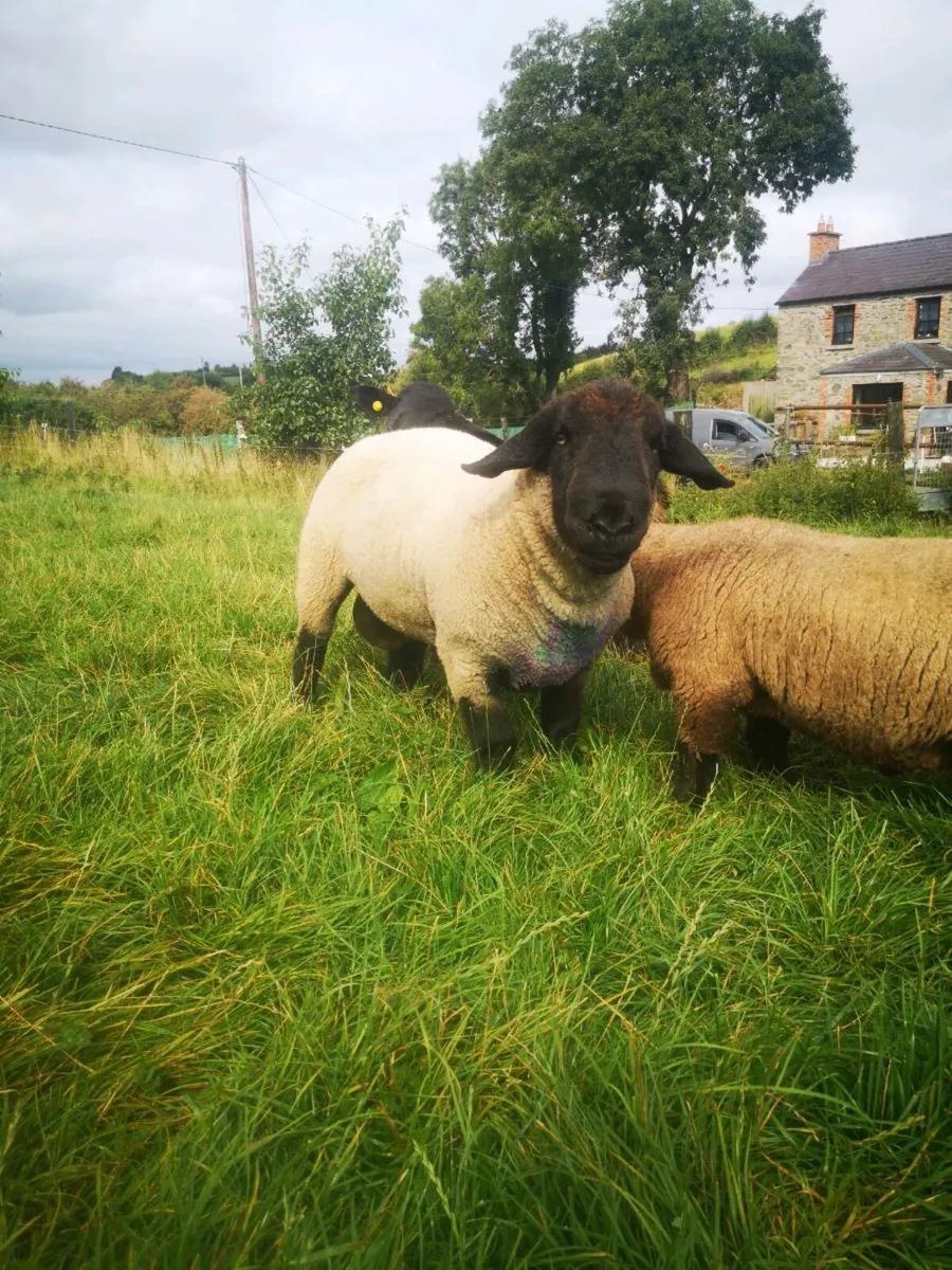 PBR SUFFOLK RAM - Image 1
