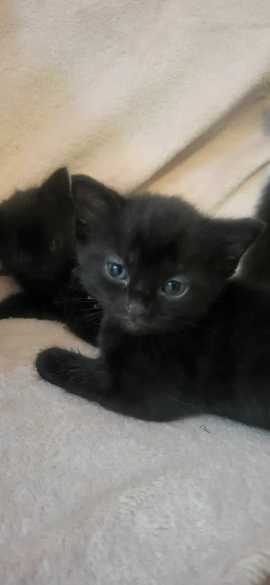 Kitten for sale - Image 1