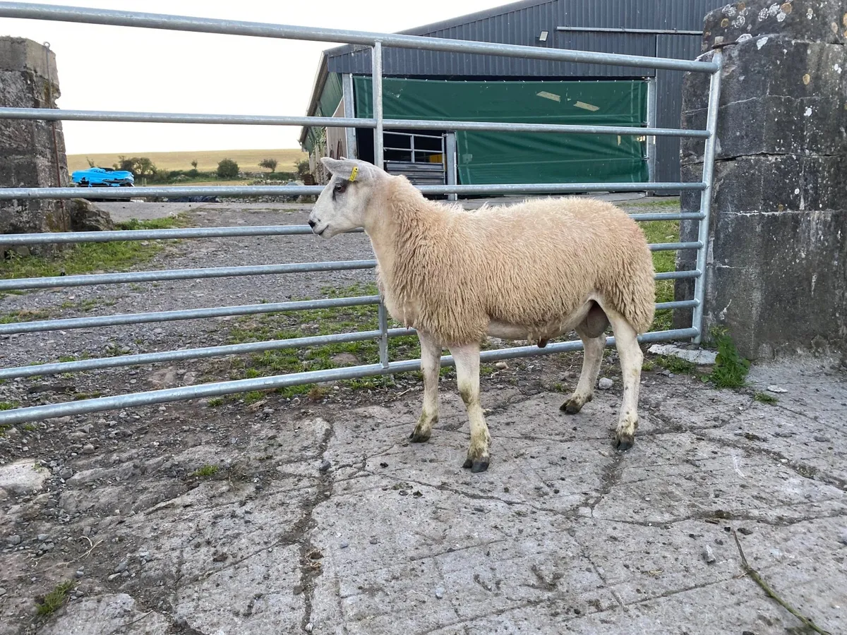 Aberfield ramlamb - Image 2