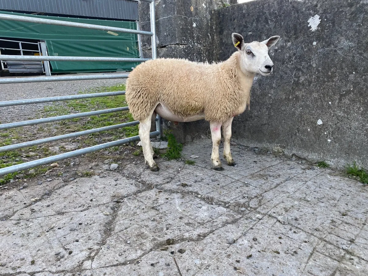 Aberfield ramlamb - Image 3