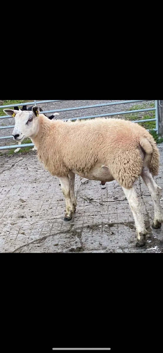 Aberfield ramlamb - Image 4