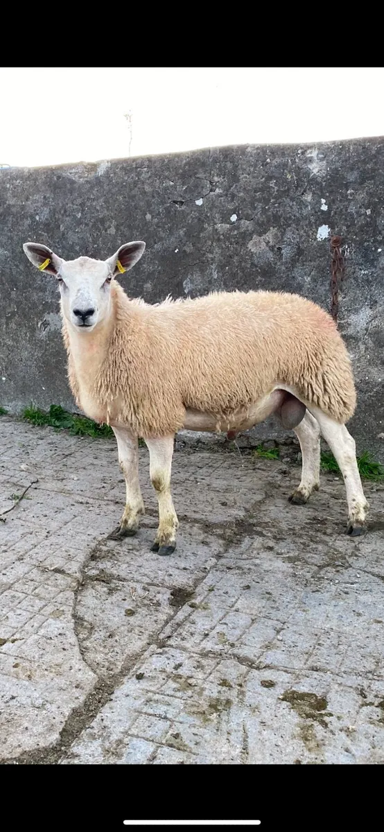 Aberfield ramlamb - Image 1