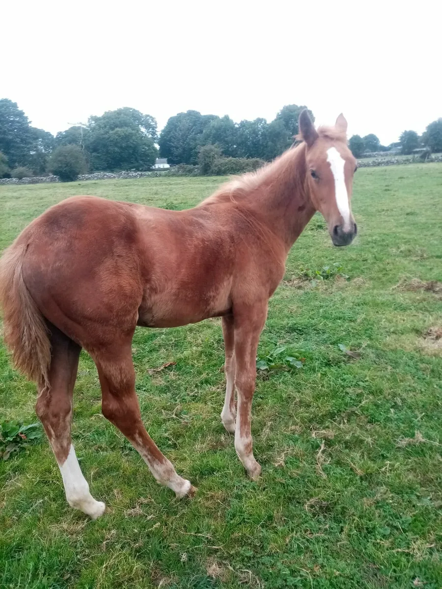 Horse and foal - Image 1