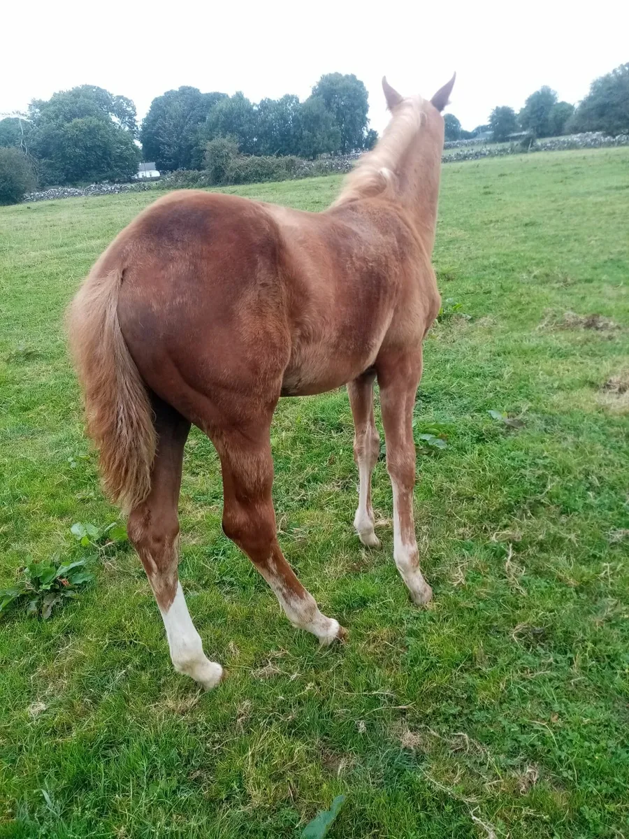 Horse and foal - Image 2