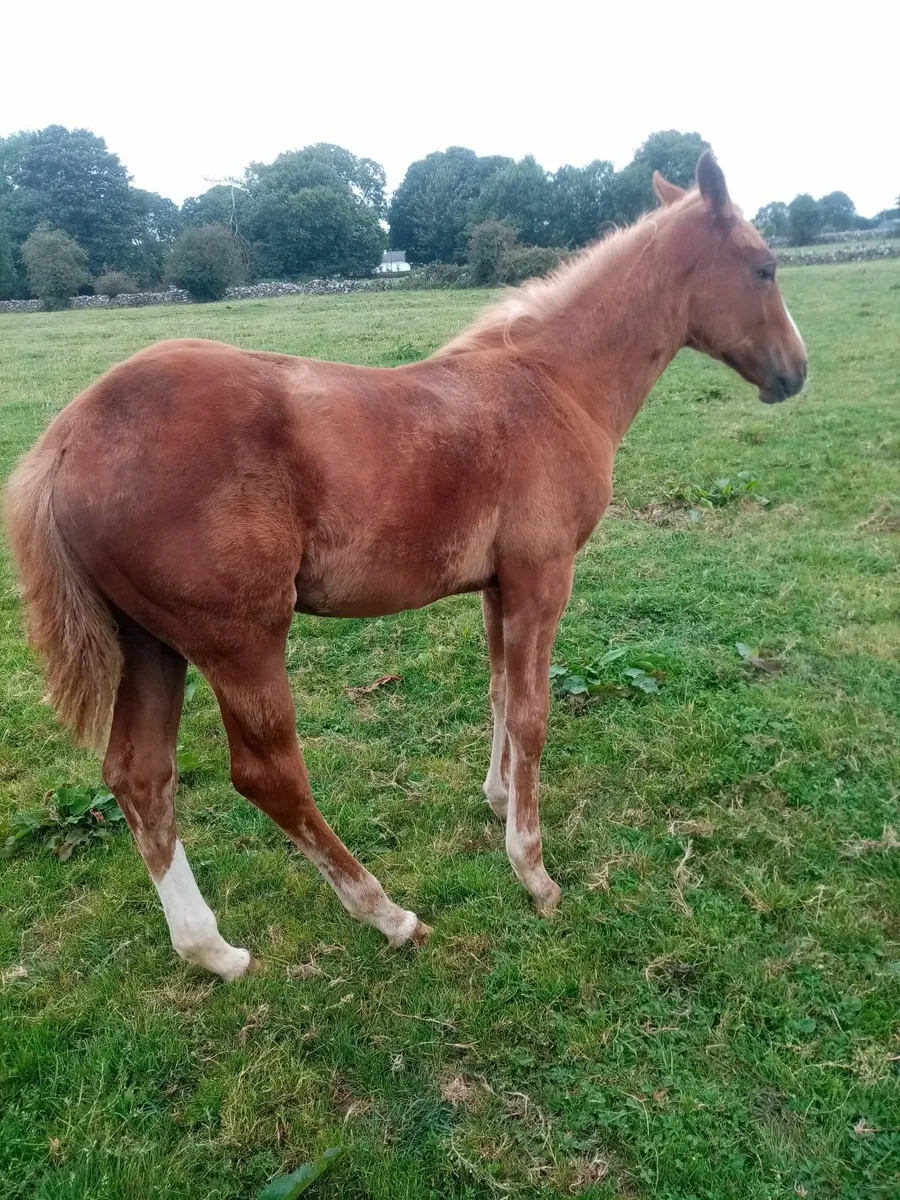 Horse and foal - Image 3