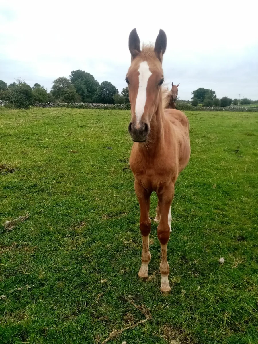Horse and foal - Image 4