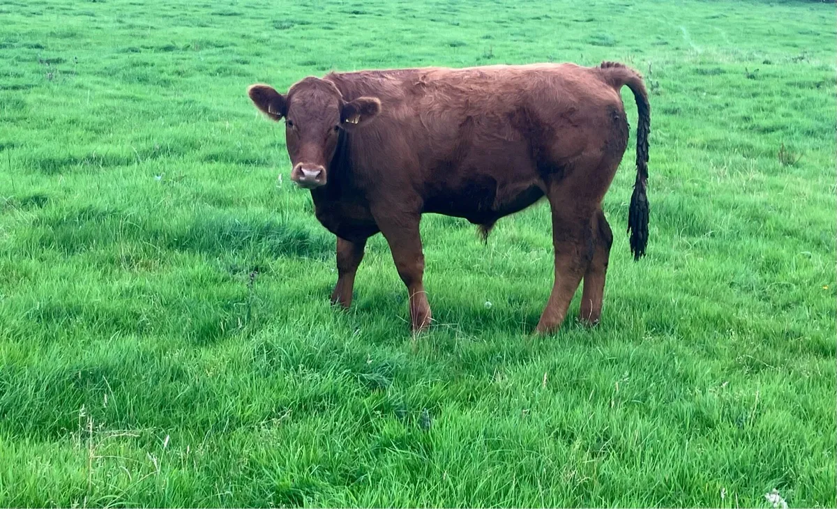Organic AAX bullocks in Roscommon mart pen 16 - Image 1