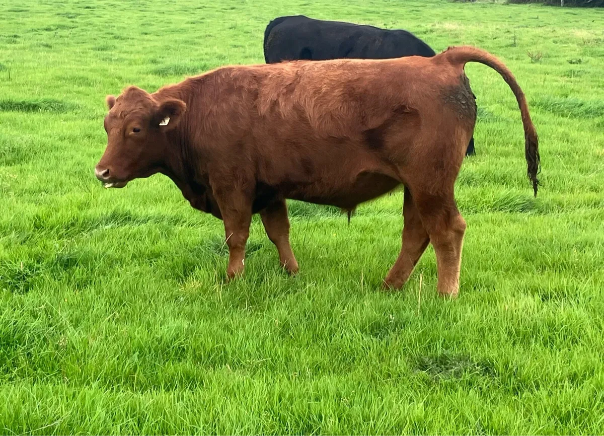 Organic AAX bullocks in Roscommon mart pen 16 - Image 2
