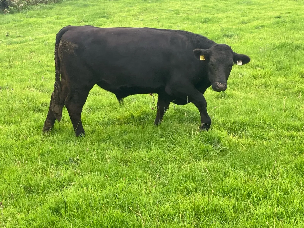 Organic AAX bullocks in Roscommon mart pen 16 - Image 3