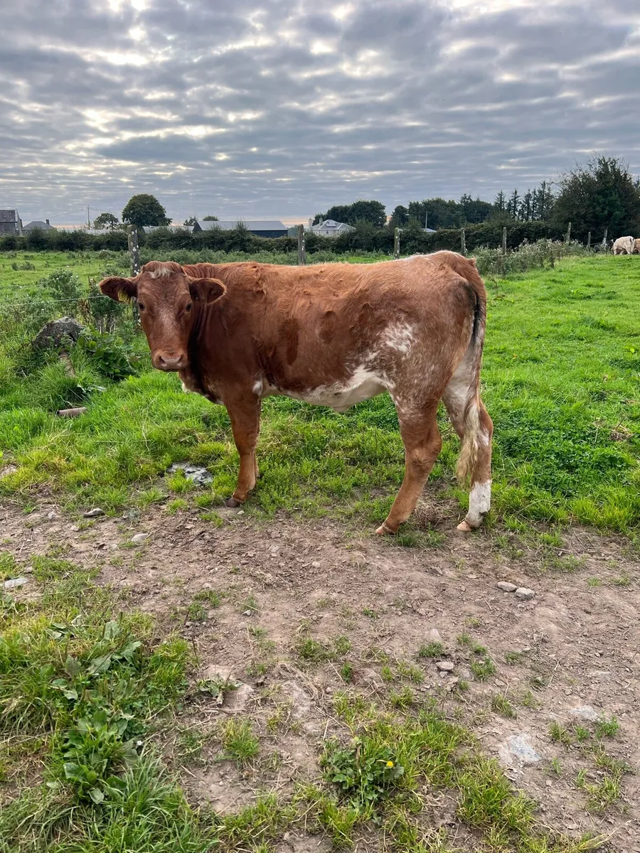 Roan Lim Heifer - Image 1