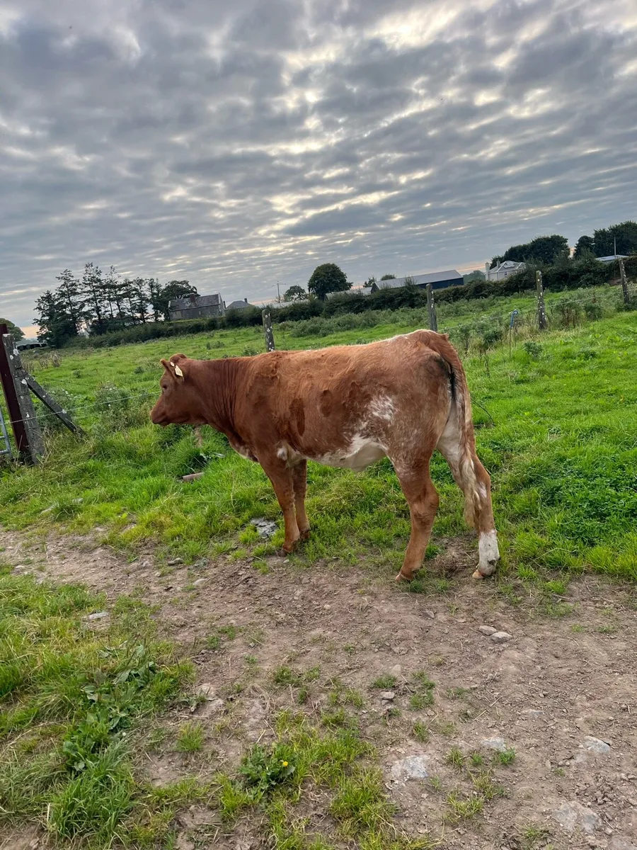 Roan Lim Heifer - Image 2