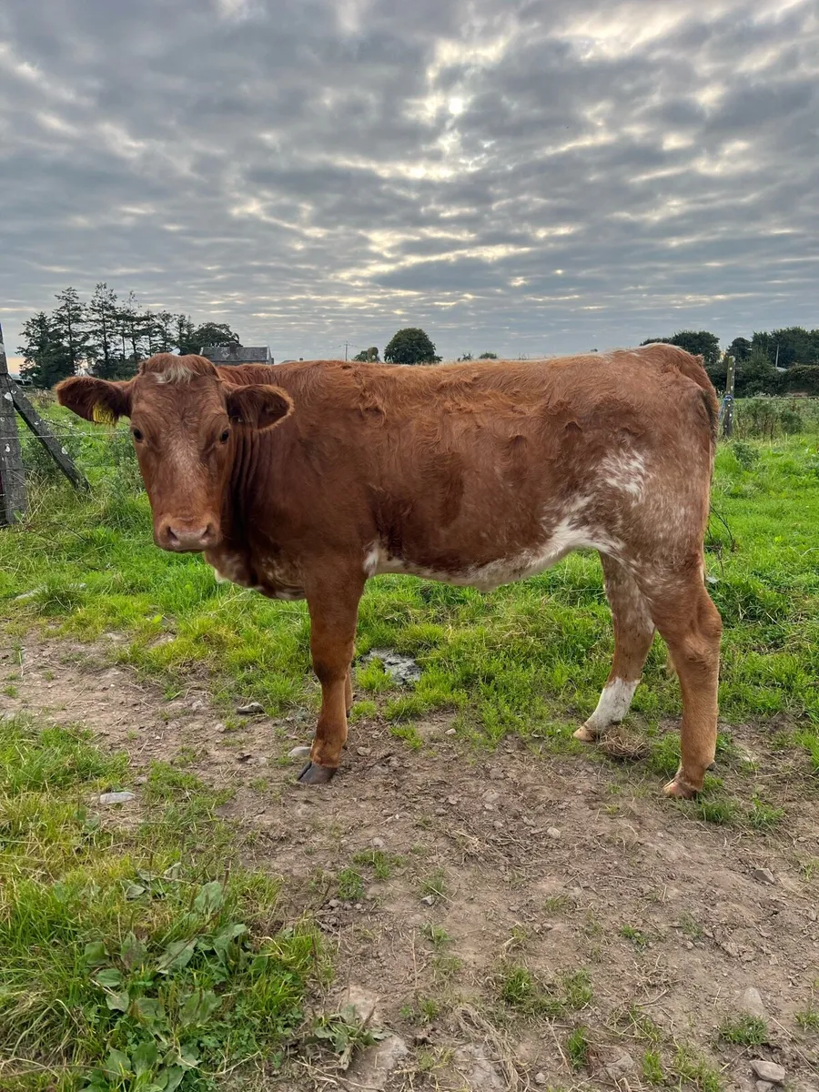 Roan Lim Heifer - Image 3