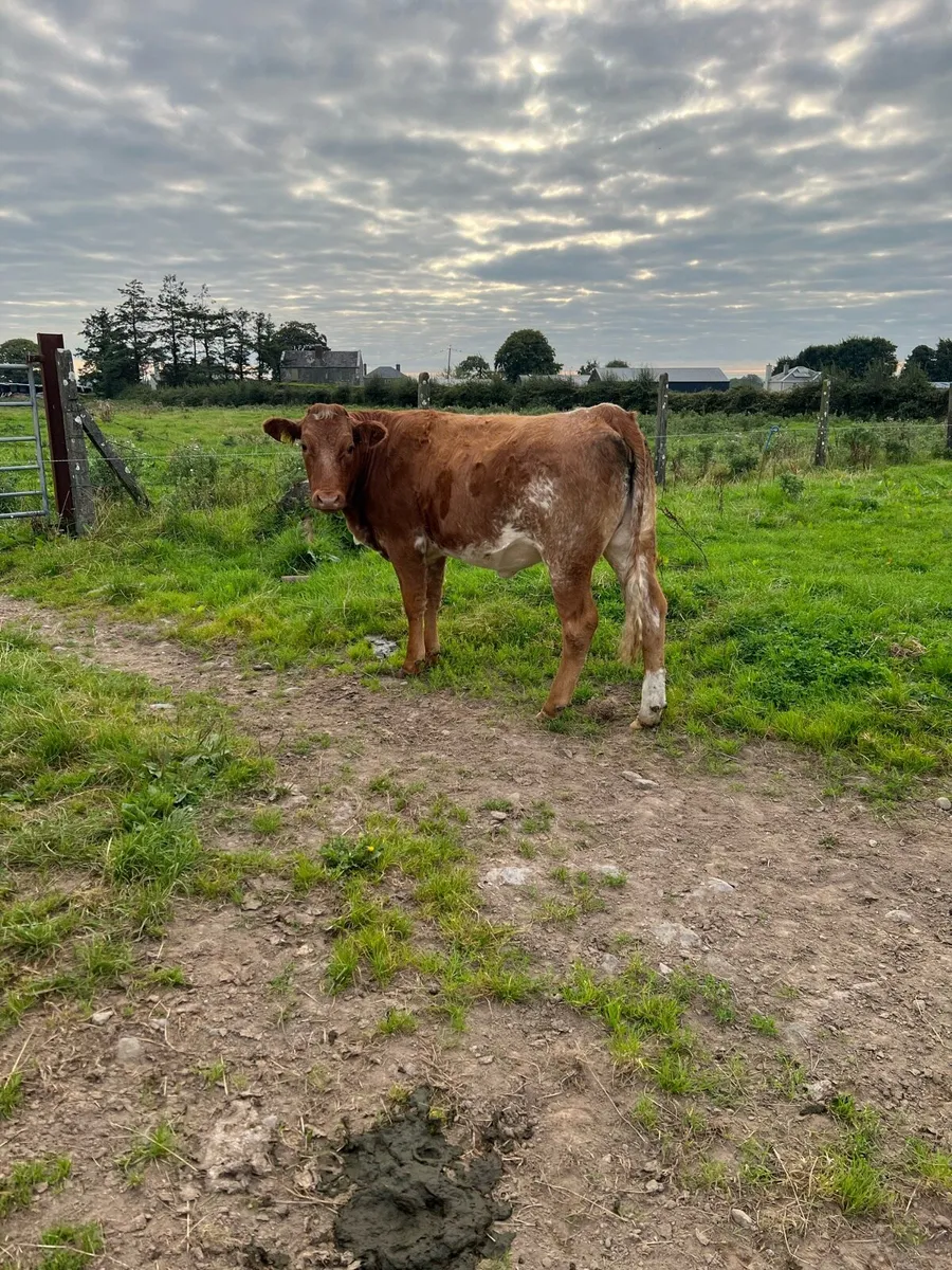 Roan Lim Heifer - Image 4