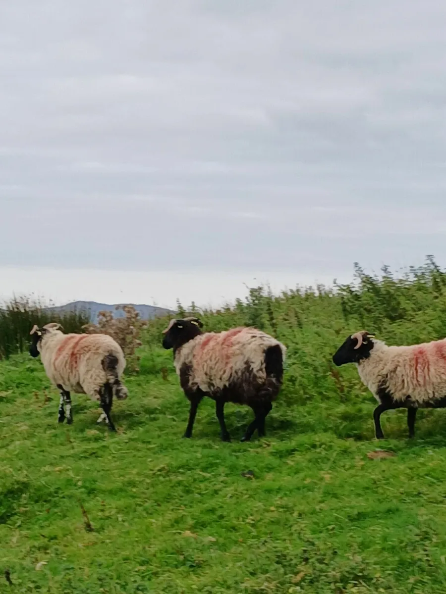 Blackface hoggets - Image 1
