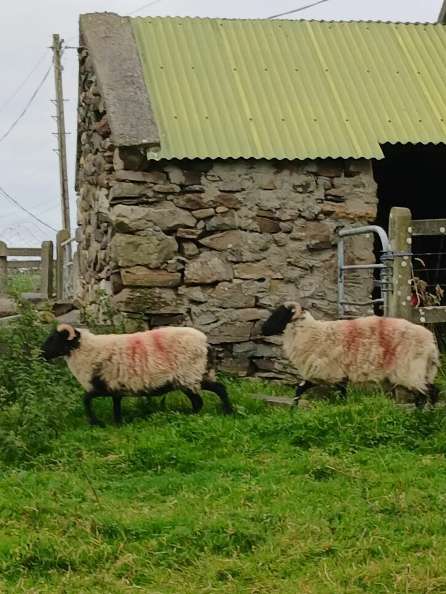 Blackface hoggets - Image 2