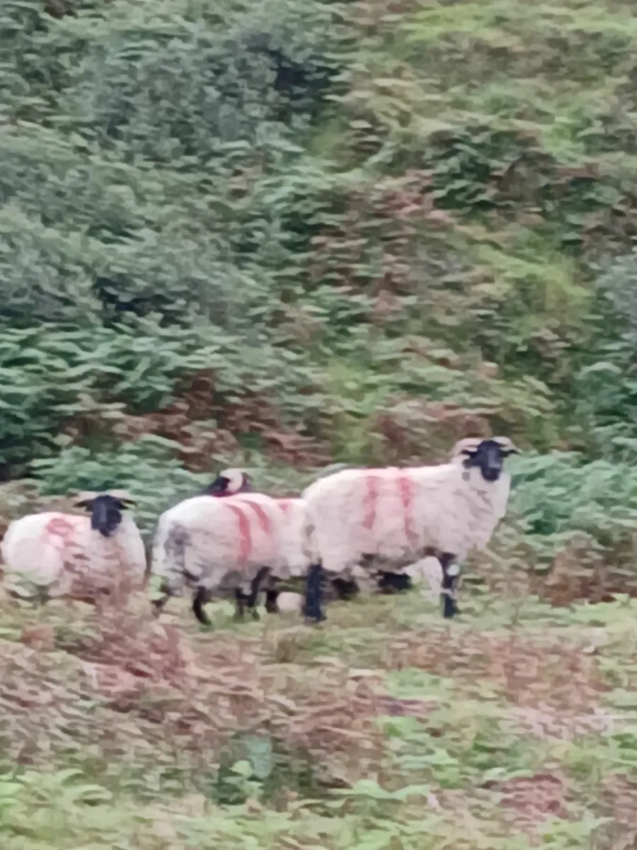 Blackface hoggets - Image 3