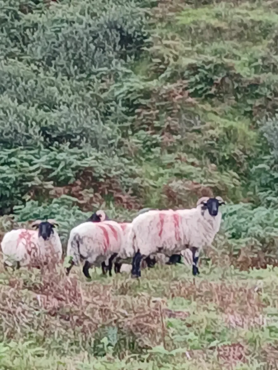 Blackface hoggets - Image 4