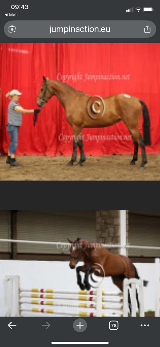 Equine /horse - Image 1