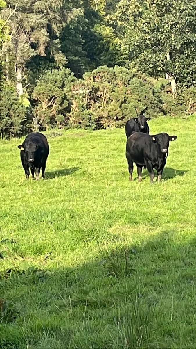 Pedigree Angus Bulls - Image 2
