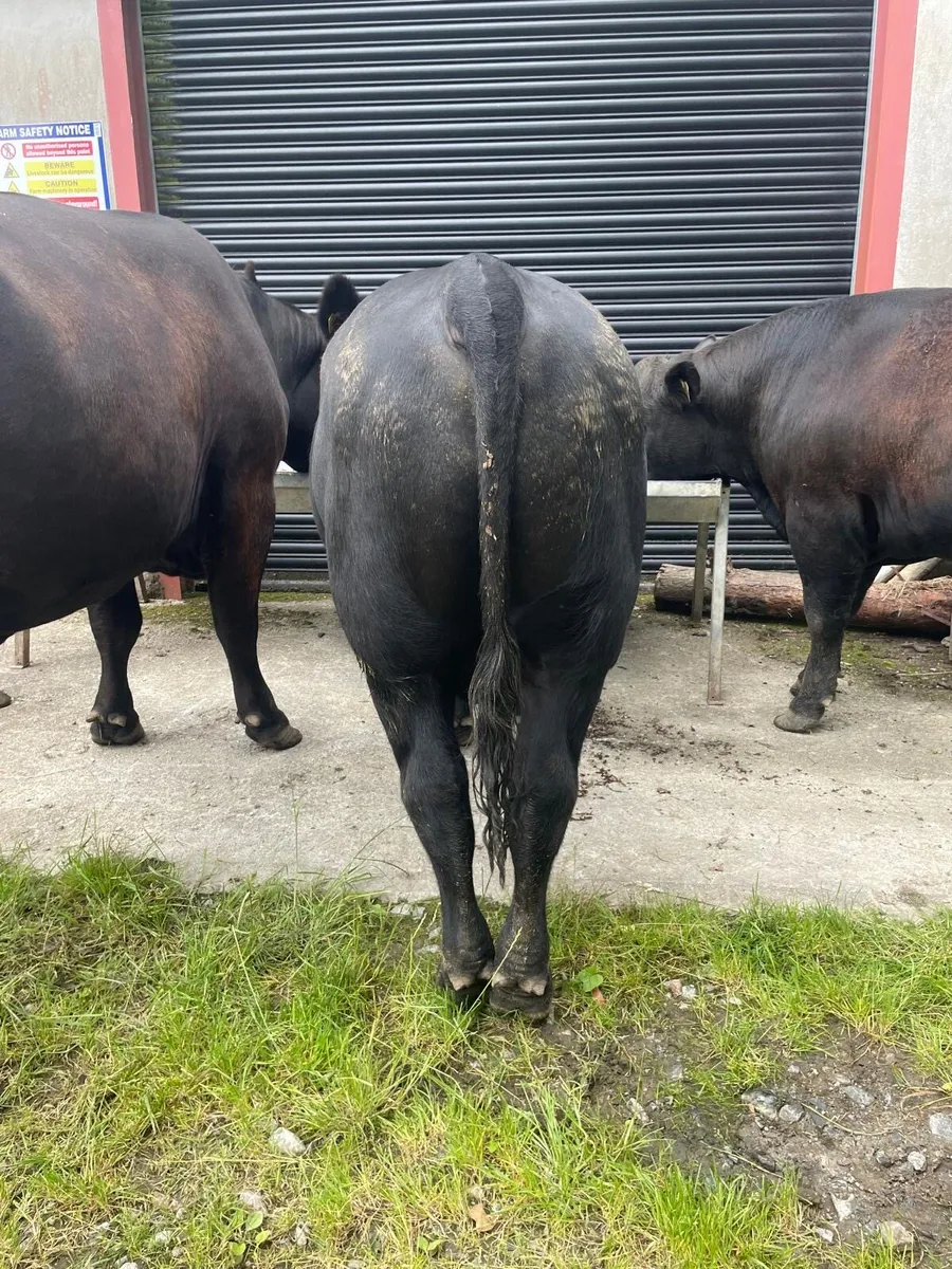 Pedigree Angus Bulls - Image 4