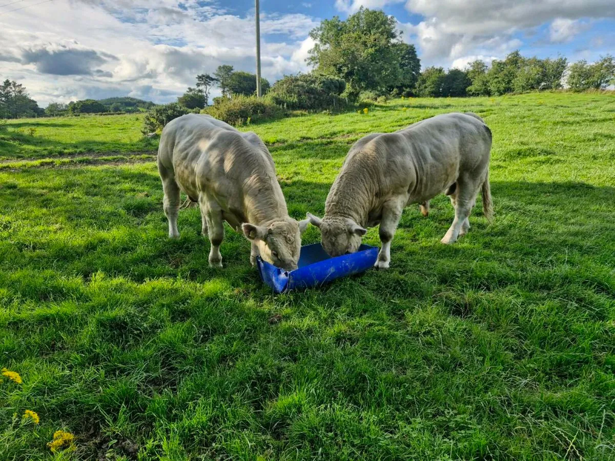 Charolais  bulls - Image 1