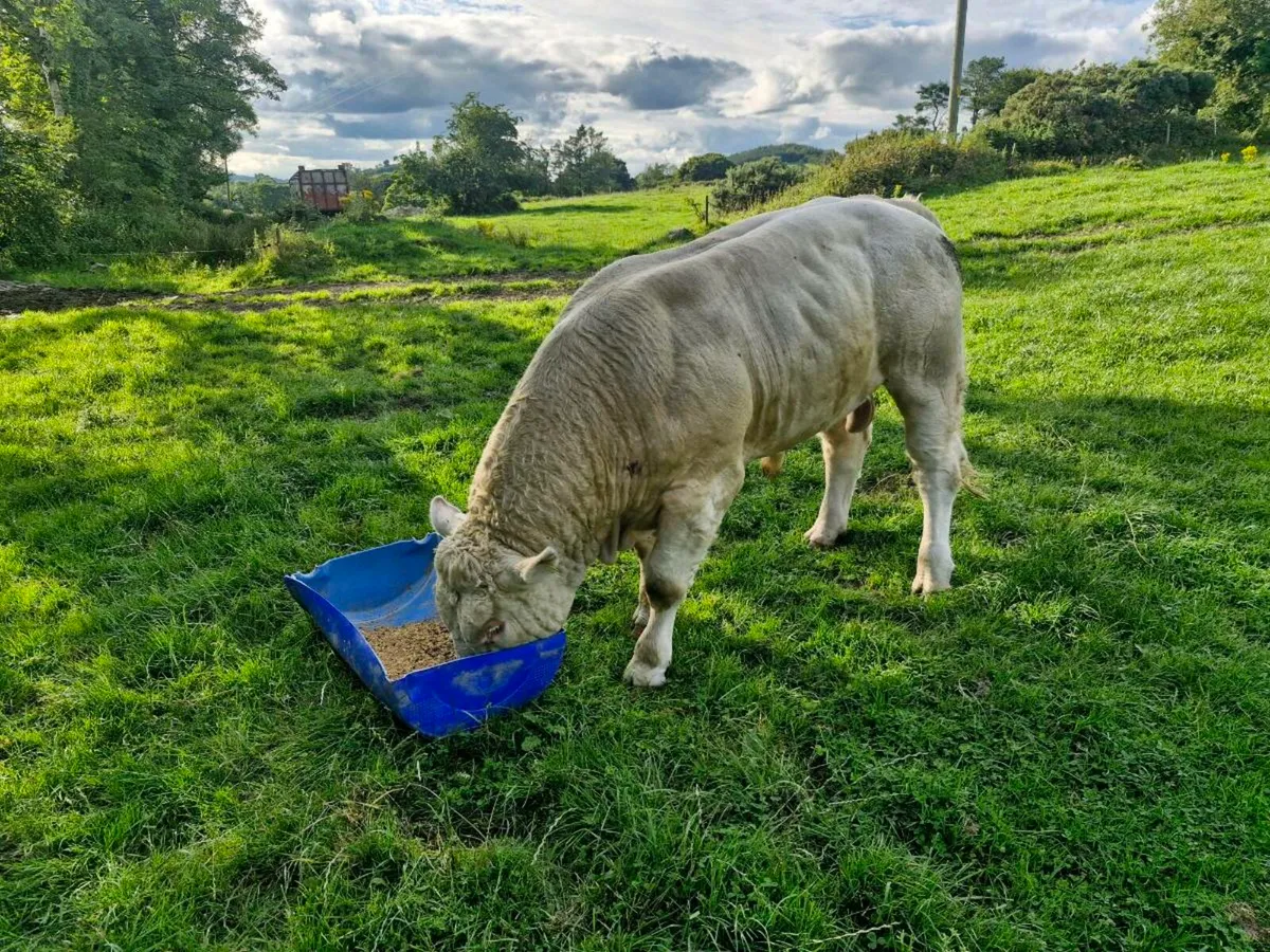 Charolais  bulls - Image 2