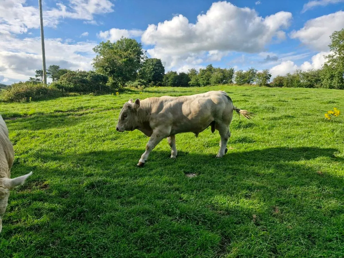Charolais  bulls - Image 3