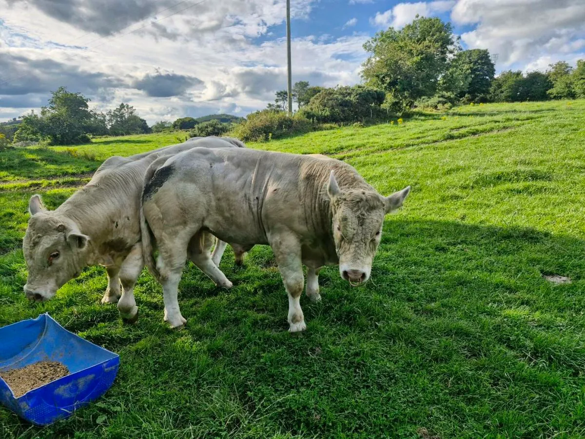 Charolais  bulls - Image 4