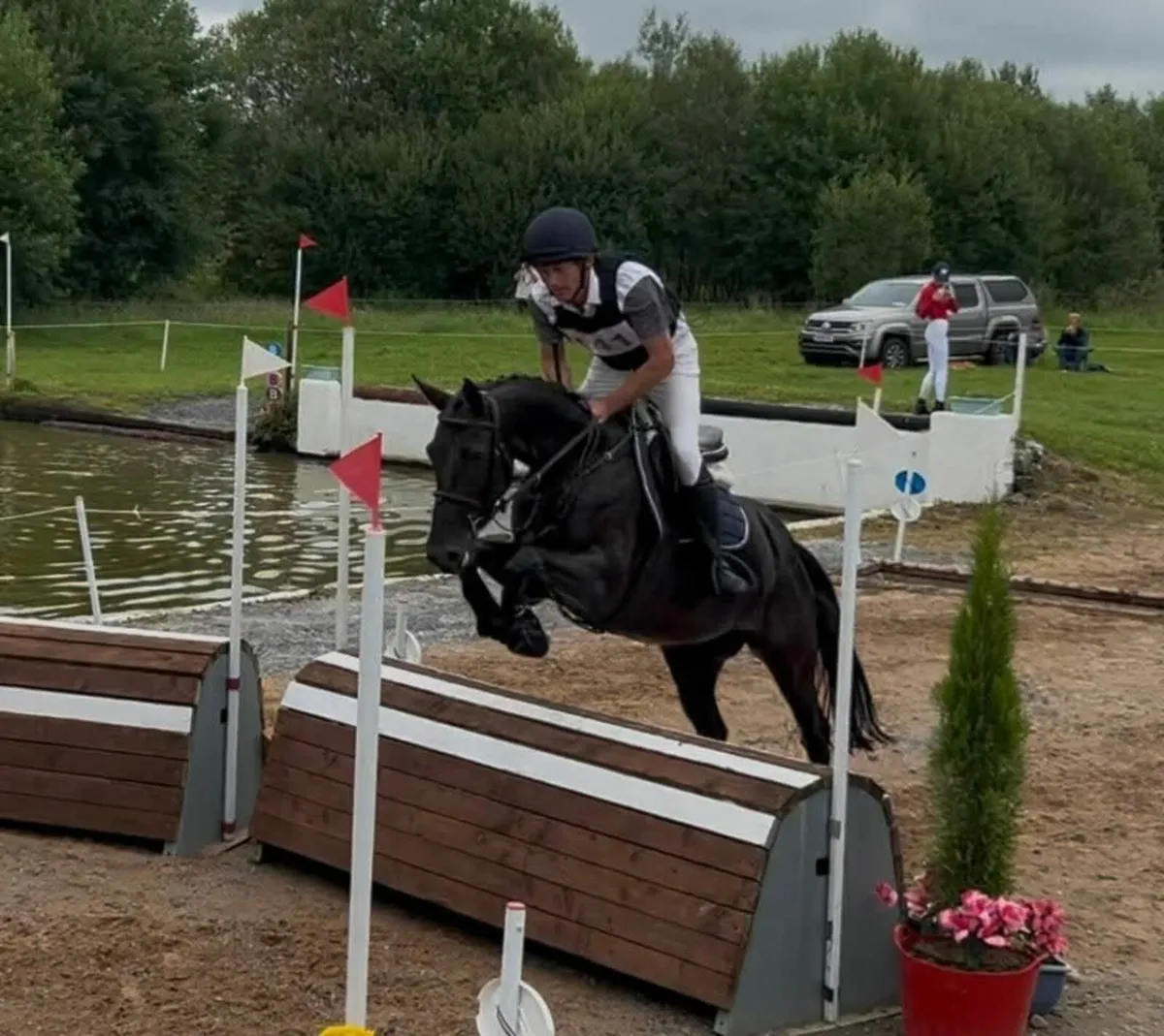 Competition horse - Image 2