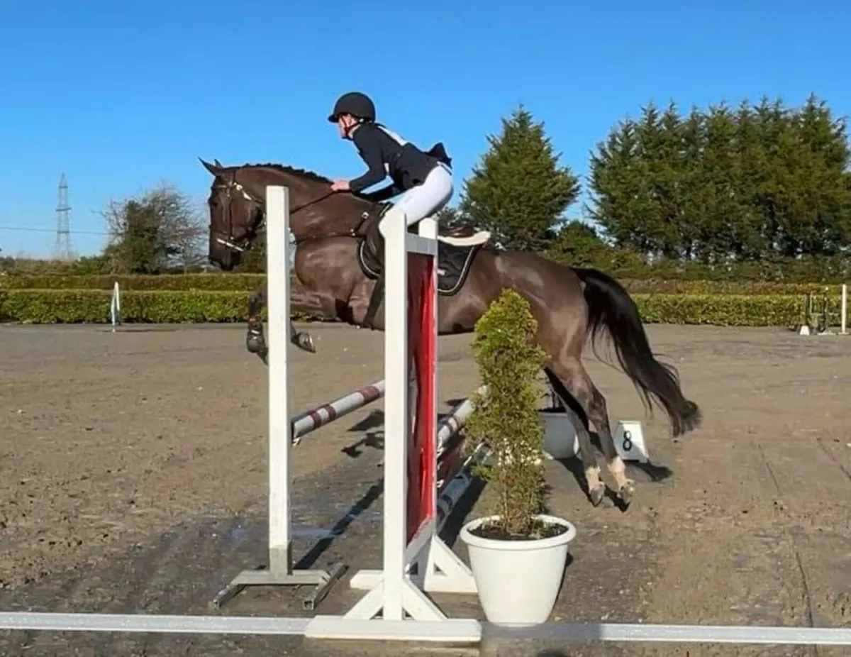 Competition horse - Image 3