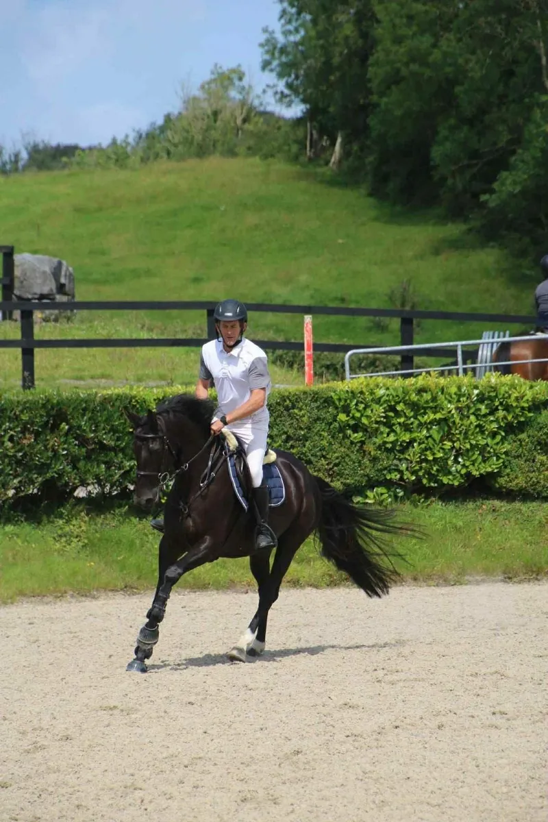 Competition horse - Image 4