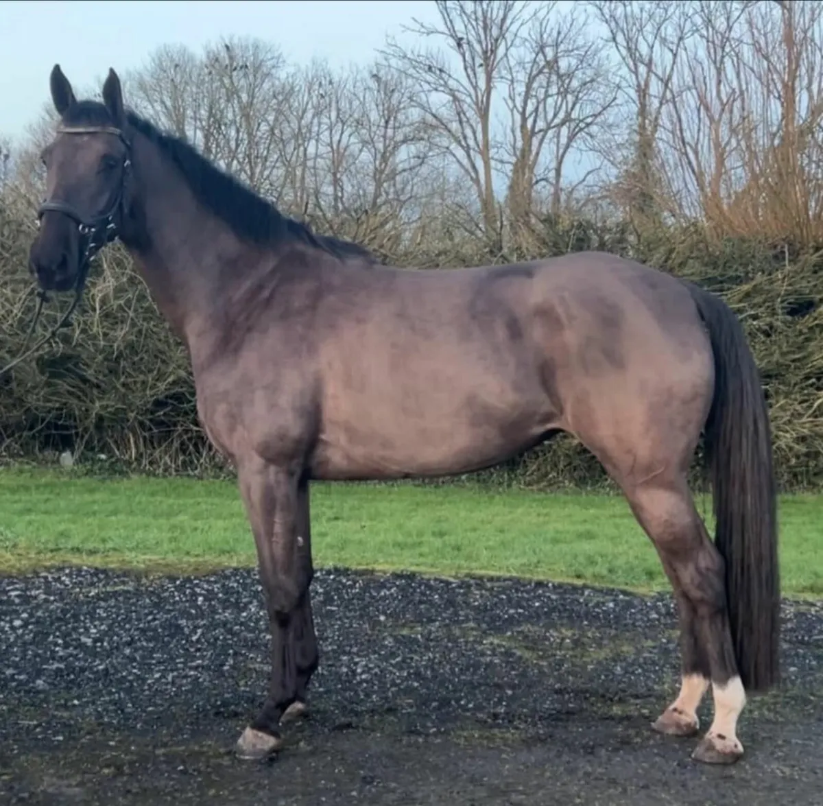Competition horse - Image 1