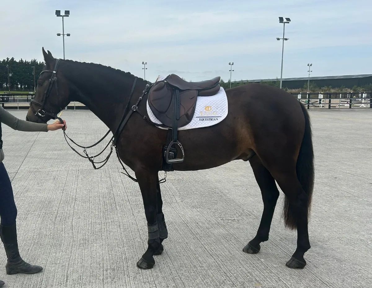 Potential competitive Connemara 4yo gelding 148 - Image 1