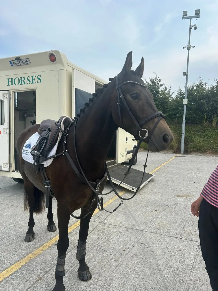 Potential competitive Connemara 4yo gelding 148 - Image 3