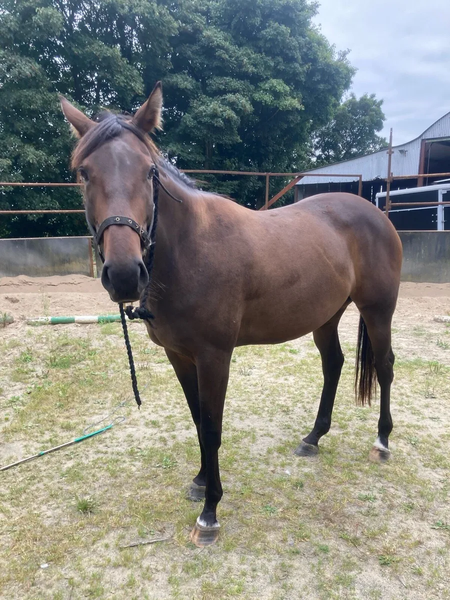 Thoroughbred - Image 2
