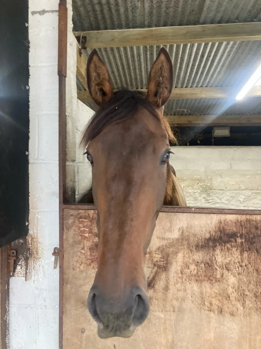 Thoroughbred - Image 3