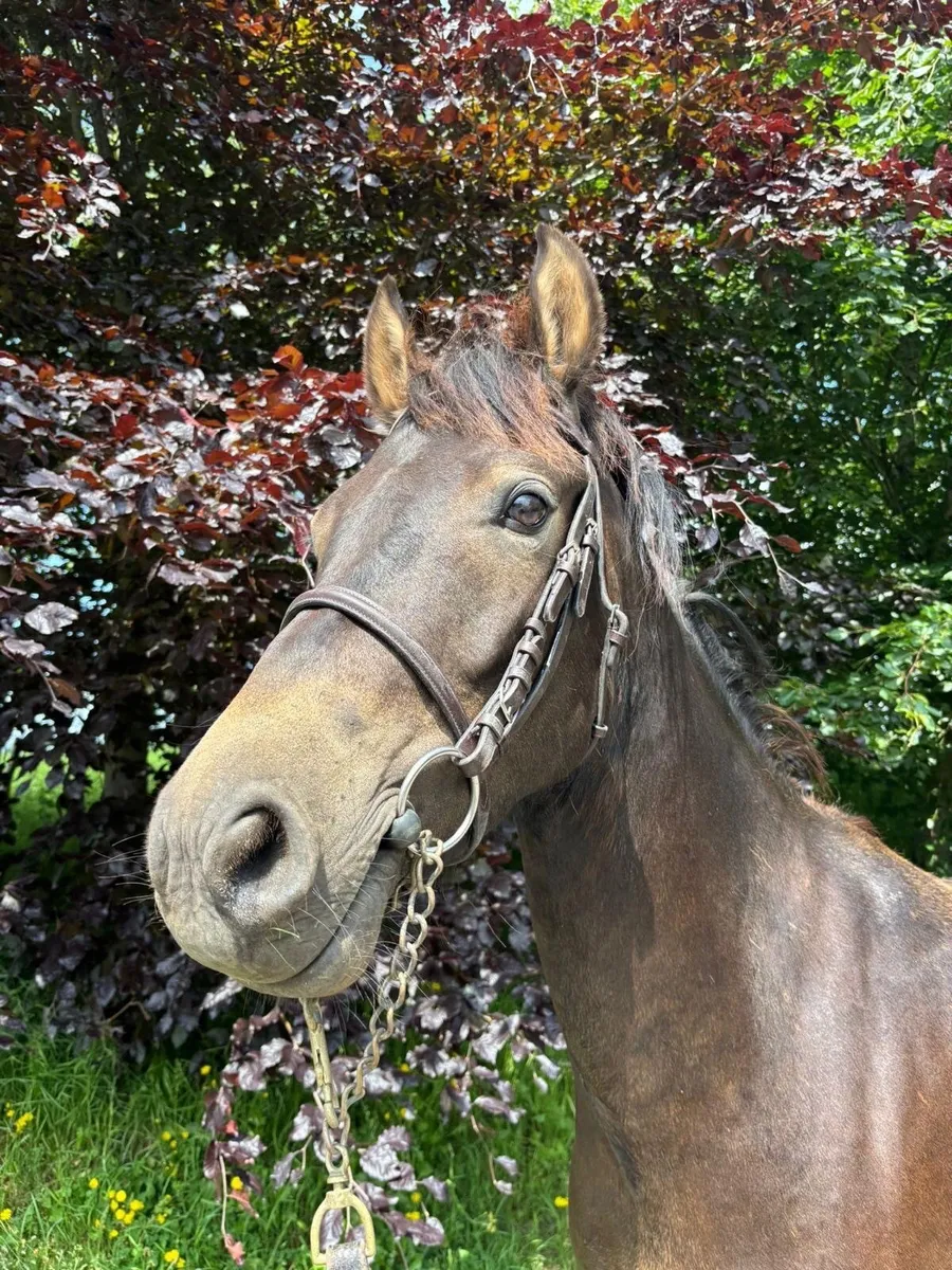 Potential competitive Connemara 4yo gelding 148 - Image 4