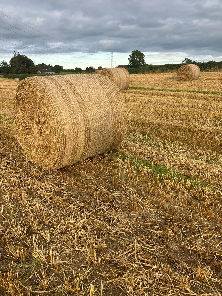 Barley straw - Image 1