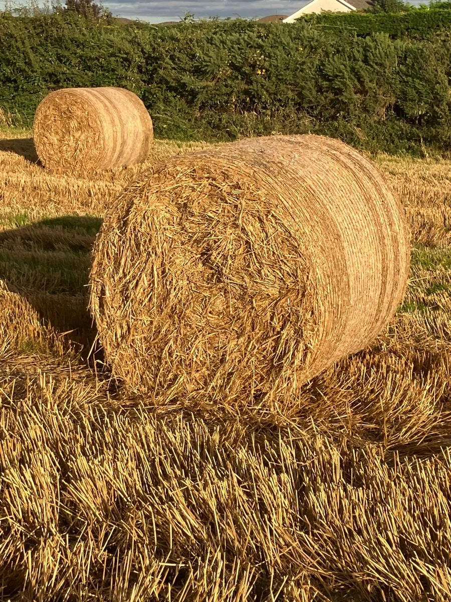 Barley straw - Image 2