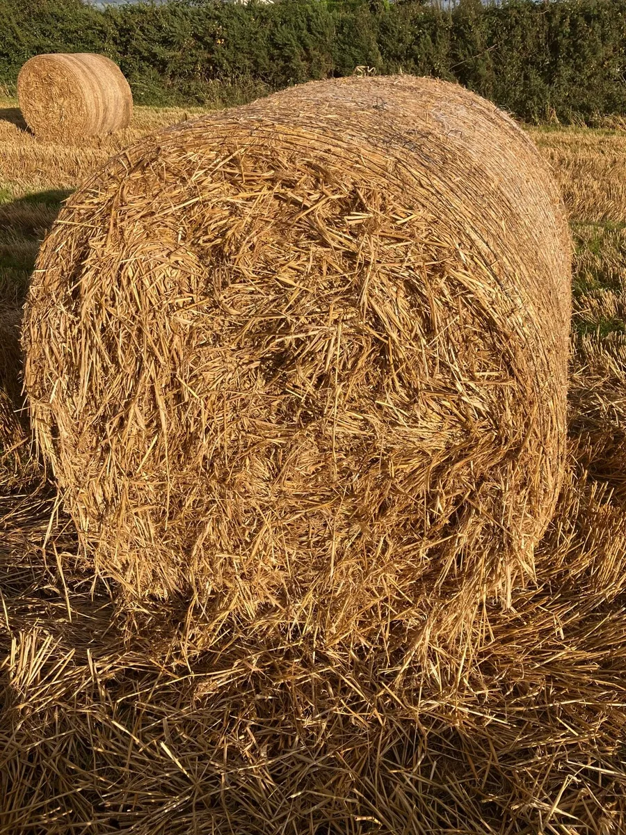 Barley straw - Image 3