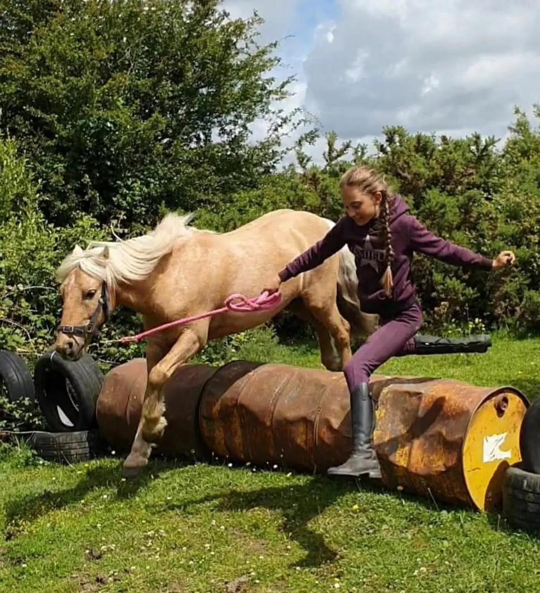 Palomino School Master - Image 2