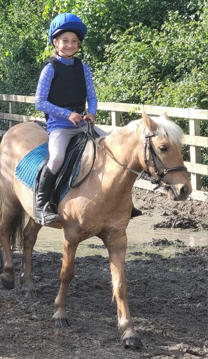 Palomino School Master - Image 3